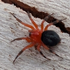 Scotospilus sp. (genus) at Kenny, ACT - 30 Jan 2025 by sbittinger