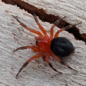 Scotospilus sp. (genus) at Kenny, ACT by sbittinger