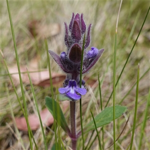 Ajuga australis at Tinderry, NSW - 20 Nov 2024 11:27 AM