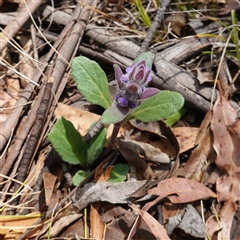 Ajuga australis at Tinderry, NSW - 20 Nov 2024 11:27 AM