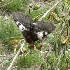 Nataxa flavescens at Kambah, ACT - 31 Jan 2025 by jac