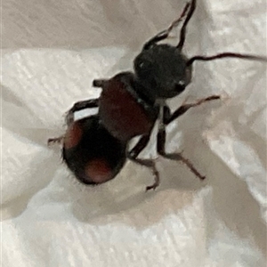 Unidentified Velvet Ant (Mutillidae) at Southern River, WA by devontodd