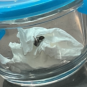Mutillidae (family) at Southern River, WA - suppressed