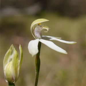 Caladenia moschata at Tinderry, NSW - suppressed