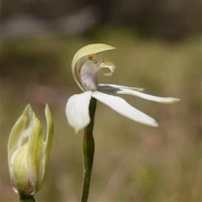 Caladenia moschata (Musky Caps) at Tinderry, NSW - 20 Nov 2024 by RobG1