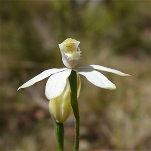 Caladenia moschata at Tinderry, NSW - suppressed