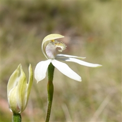 Caladenia moschata at Tinderry, NSW - suppressed