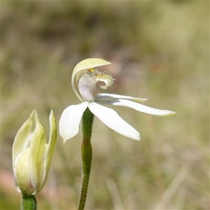 Caladenia moschata at Tinderry, NSW - suppressed