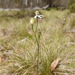 Caladenia moschata at Tinderry, NSW - suppressed