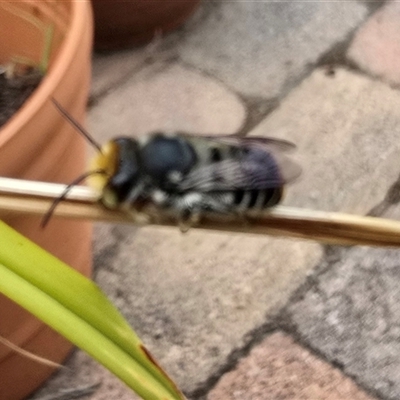 Megachile (Eutricharaea) maculariformis (Gold-tipped leafcutter bee) at Isaacs, ACT - 31 Jan 2025 by Mike