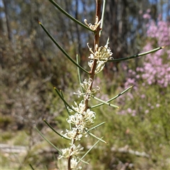 Hakea microcarpa at Tinderry, NSW - 20 Nov 2024 by RobG1