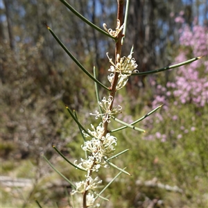 Hakea microcarpa (Small-fruit Hakea) at Tinderry, NSW by RobG1