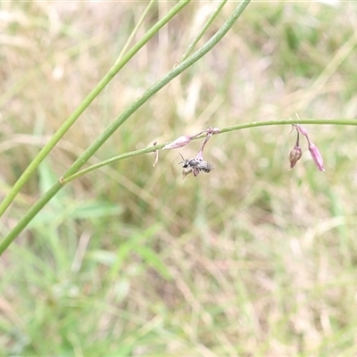 Unidentified Bee (Hymenoptera, Apiformes) at Lyons, ACT - 31 Jan 2025 by ran452