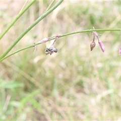 Apiformes (informal group) at Lyons, ACT - 31 Jan 2025 01:14 PM