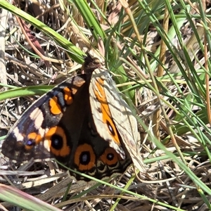 Junonia villida (Meadow Argus) at Mawson, ACT by Mike