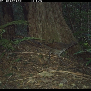 Menura novaehollandiae at Lorne, NSW - 27 Jan 2025 06:07 PM