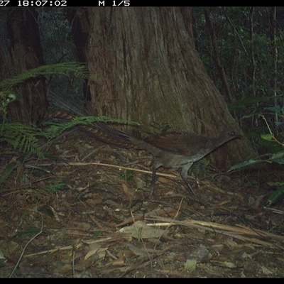 Menura novaehollandiae (Superb Lyrebird) at Lorne, NSW - 27 Jan 2025 by Butlinz