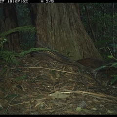 Menura novaehollandiae at Lorne, NSW - 27 Jan 2025 06:07 PM