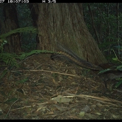 Menura novaehollandiae at Lorne, NSW - 27 Jan 2025 06:07 PM