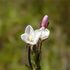 Epilobium billardiereanum subsp. hydrophilum at Tinderry, NSW - 20 Nov 2024 by RobG1