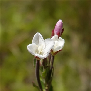 Epilobium billardiereanum subsp. hydrophilum at Tinderry, NSW by RobG1