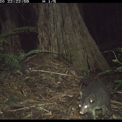 Unidentified Possum or Glider at Lorne, NSW - 20 Jan 2025 by Butlinz