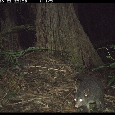 Phalangeridae (family) (Brushtail Possums) at Lorne, NSW - 20 Jan 2025 by Butlinz