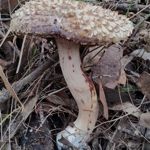 Boletellus dissiliens at Bodalla, NSW - 30 Jan 2025 01:57 PM