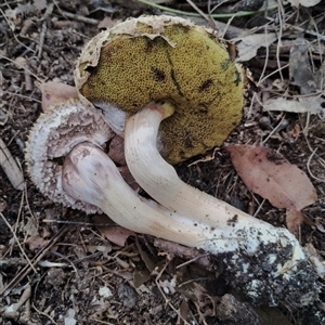 Boletellus dissiliens at Bodalla, NSW - 30 Jan 2025 01:57 PM