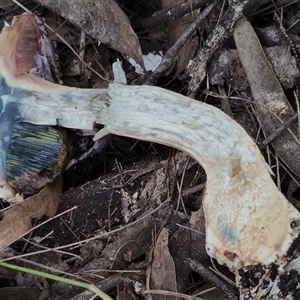 Boletellus dissiliens at Bodalla, NSW - 30 Jan 2025 01:57 PM