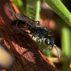 Mutillidae (family) (Unidentified Mutillid wasp or velvet ant) at Parkes, ACT - 30 Jan 2025 by Hejor1