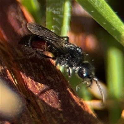 Mutillidae (family) (Unidentified Mutillid wasp or velvet ant) at Parkes, ACT - 30 Jan 2025 by Hejor1