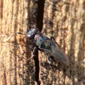 Chalcidoidea (superfamily) (A gall wasp or Chalcid wasp) at Parkes, ACT by Hejor1