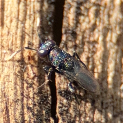 Chalcidoidea (superfamily) (A gall wasp or Chalcid wasp) at Parkes, ACT - 30 Jan 2025 by Hejor1