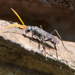 Fabriogenia sp. (genus) (Spider wasp) at Parkes, ACT - 30 Jan 2025 by Hejor1