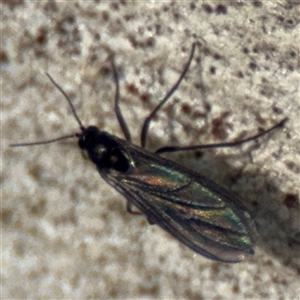 Sciaroidea sp. (Superfamily) (A fungus gnat or gall midge) at Russell, ACT by Hejor1