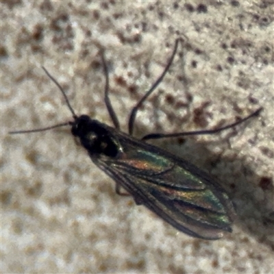 Sciaroidea sp. (Superfamily) (A fungus gnat or gall midge) at Russell, ACT - 30 Jan 2025 by Hejor1