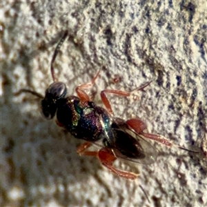 Chalcididae (family) (Unidentified chalcid wasp) at Russell, ACT by Hejor1