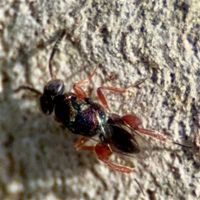 Chalcididae (family) (Unidentified chalcid wasp) at Russell, ACT - 30 Jan 2025 by Hejor1