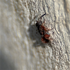 Chalcididae (family) at Russell, ACT - 30 Jan 2025 05:10 PM