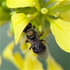 Lasioglossum sp. (genus) at Russell, ACT - 30 Jan 2025 by Hejor1