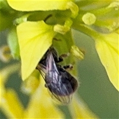 Lasioglossum sp. (genus) at Russell, ACT - 30 Jan 2025 05:21 PM