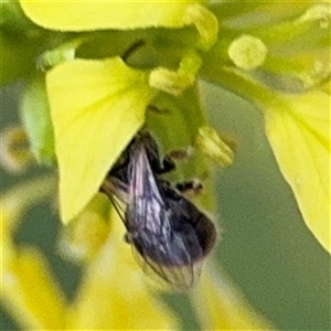 Lasioglossum sp. (genus) at Russell, ACT - 30 Jan 2025 05:21 PM