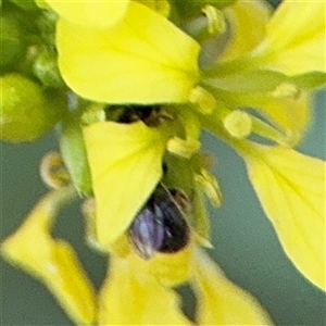 Lasioglossum sp. (genus) at Russell, ACT - 30 Jan 2025 05:21 PM