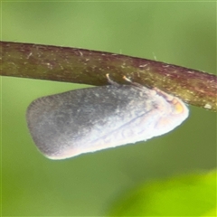 Anzora unicolor (Grey Planthopper) at Parkes, ACT - 30 Jan 2025 by Hejor1