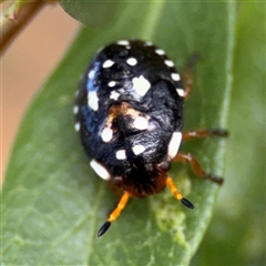 Pseudapines geminata (Pittosporum Bug) at Parkes, ACT - 30 Jan 2025 by Hejor1