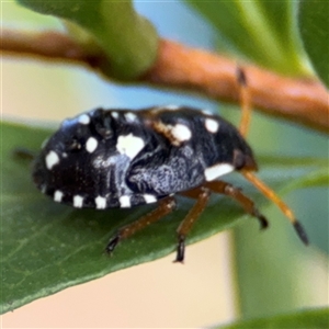 Pseudapines geminata at Parkes, ACT - 30 Jan 2025 05:25 PM