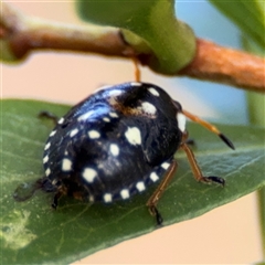 Pseudapines geminata at Parkes, ACT - 30 Jan 2025 05:25 PM