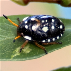 Pseudapines geminata at Parkes, ACT - 30 Jan 2025 05:25 PM