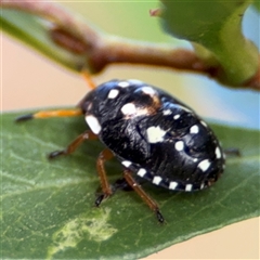 Pseudapines geminata at Parkes, ACT - 30 Jan 2025 05:25 PM